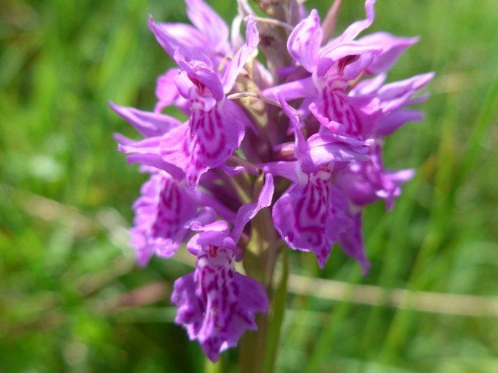 Early Purple Orchid Orchis Mascula 2